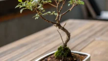 Bonsai Pot – A Complete Buying & Styling Guide